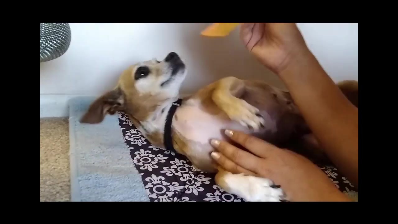 Mom petting my weiner dog - MomVids.com