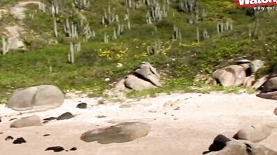 Slutty blonde Lea Lazure is fucked outside by three stallions